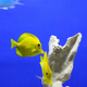 Illustration for article titled Gizmodo Dot Com Should Pay For Me To Buy An Aquarium